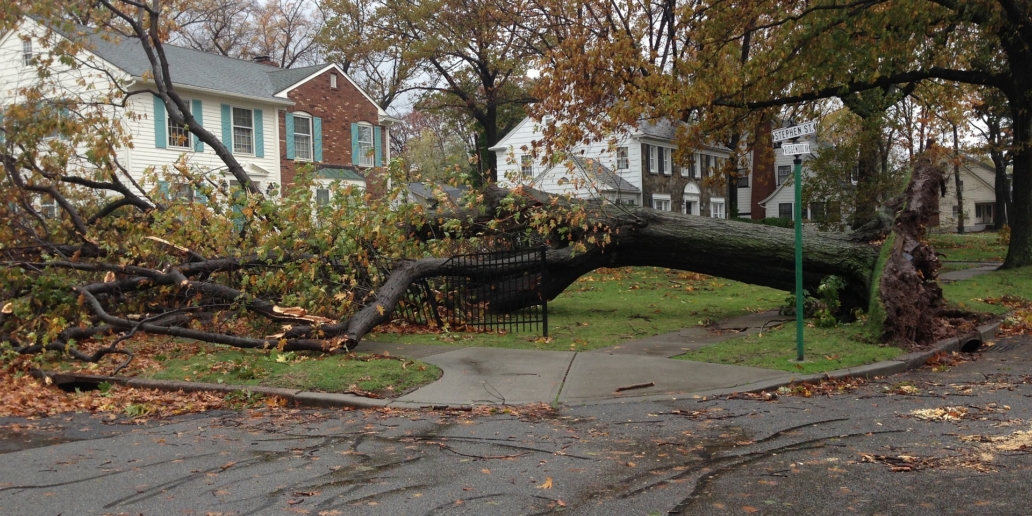 Fallen Tree